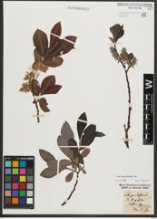 Foto von Salix appendiculata Vill.